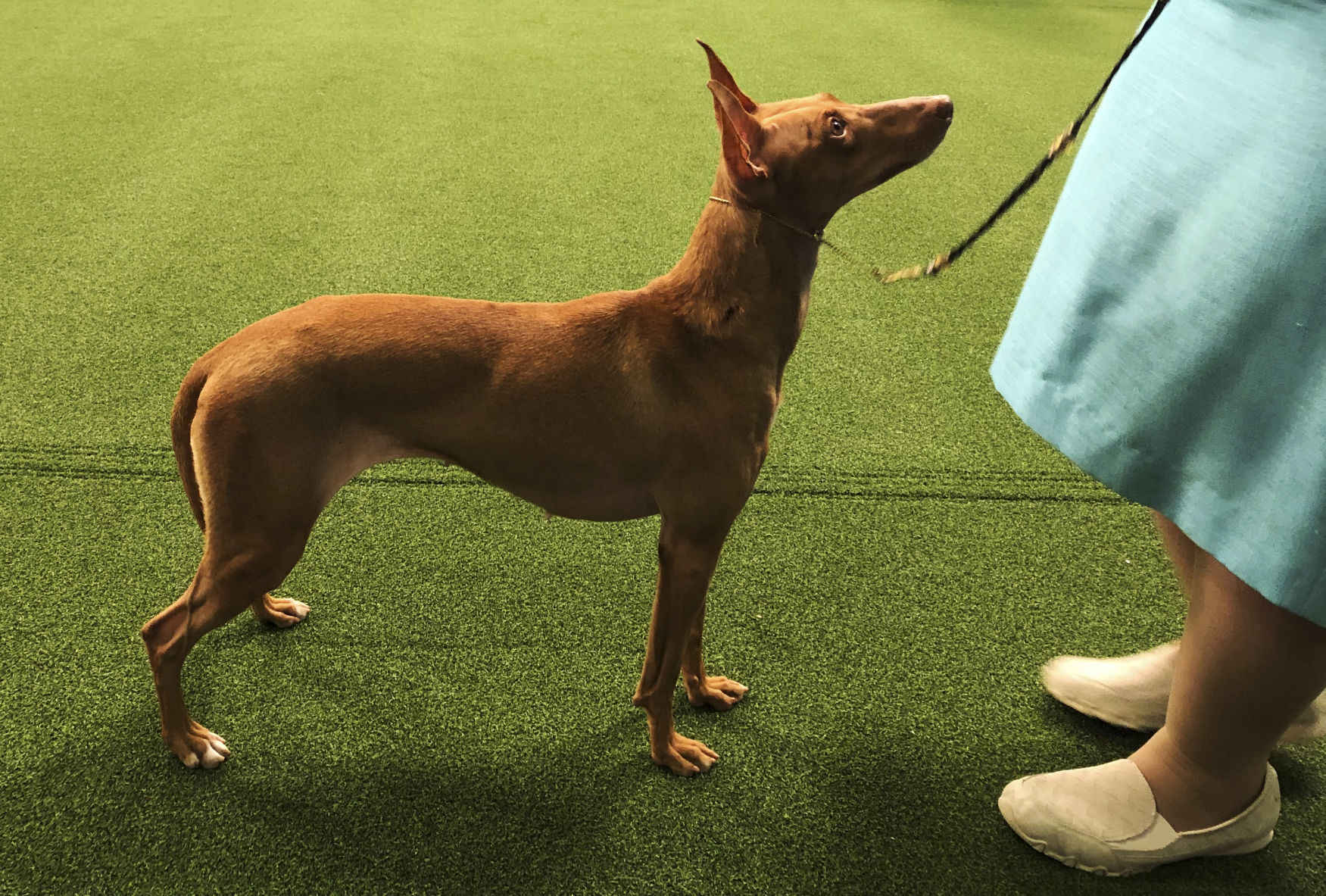 Westminster Dog Show